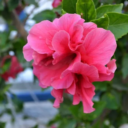 Odysseas